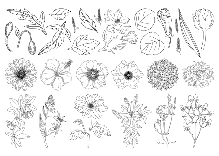 Collection set of botanical design elements: flowers, leaves, buds, branches drawings. Botanical line art illustrations collection. Perfect for logo, brands, invitation and card design.